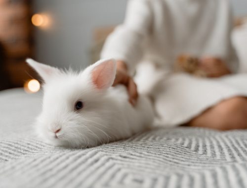prendre soin de son lapin